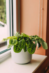 Prayer plant donated by Betty Roberts